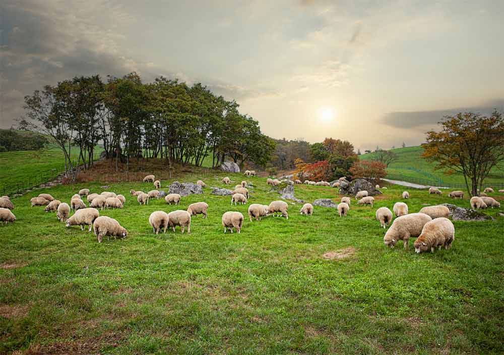 The Kildare Plains: Rolling Countryside and Equestrian Heritage